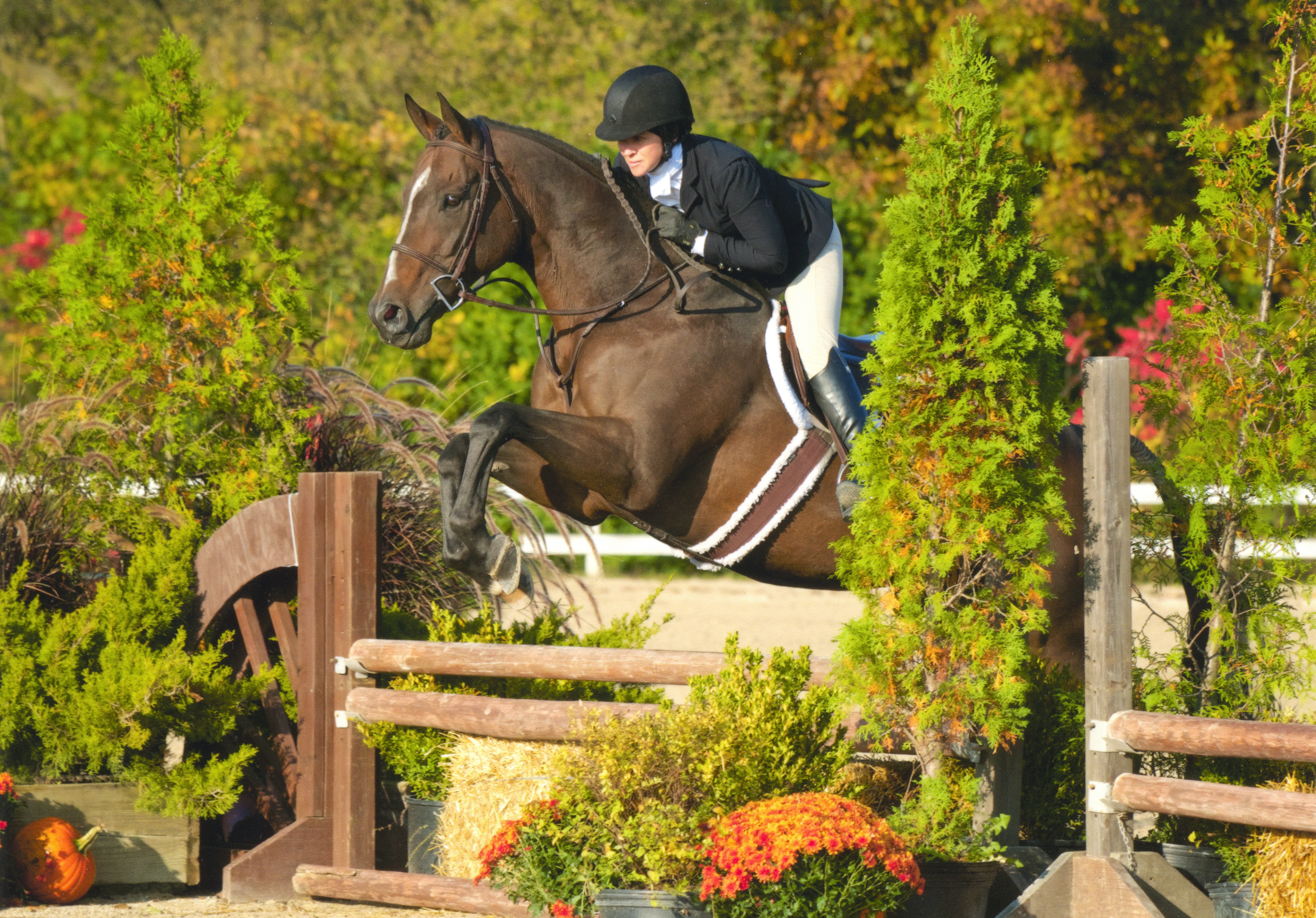 Wishing Tree Equine horse horseback riding board boarding